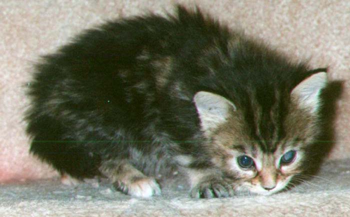Dyna Mite's Kitten #1