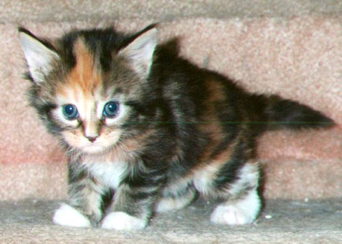 Dyna Mite's Kitten #2