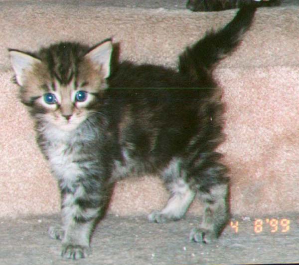 Dyna Mite's Kitten #3