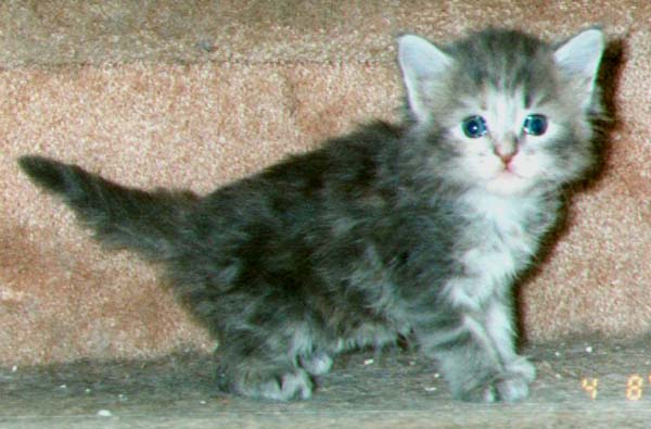 Dyna Mite's Kitten #4