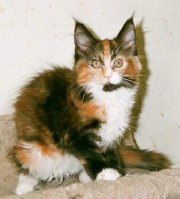 Maine Chance Queen-of-Spades