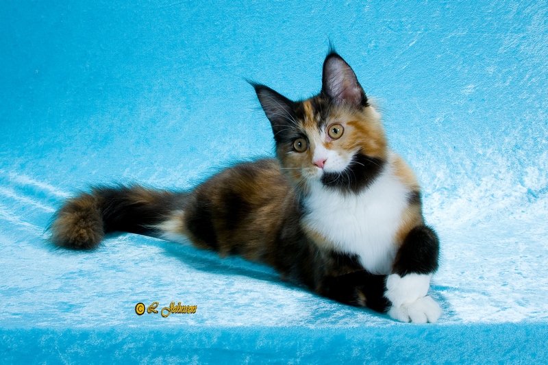 Maine Chance Queen-of-Spades