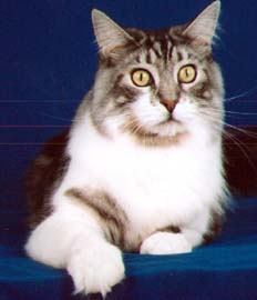 Maine Chance Busters Boy #1