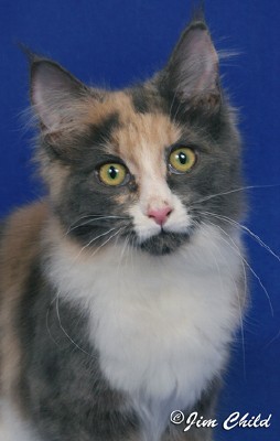 Maine Chance review the bidding