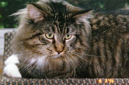 Nite Stalker Buster Brown #2