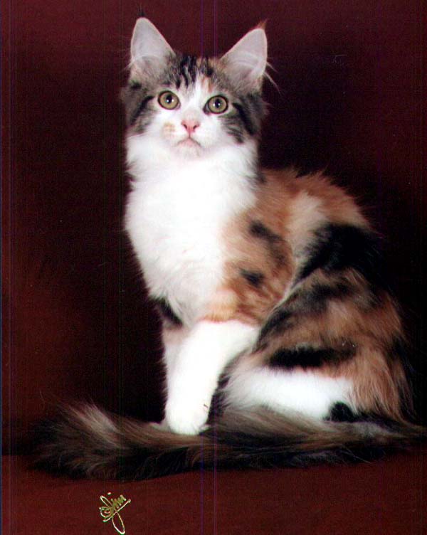 Maine Chance Let It Ride