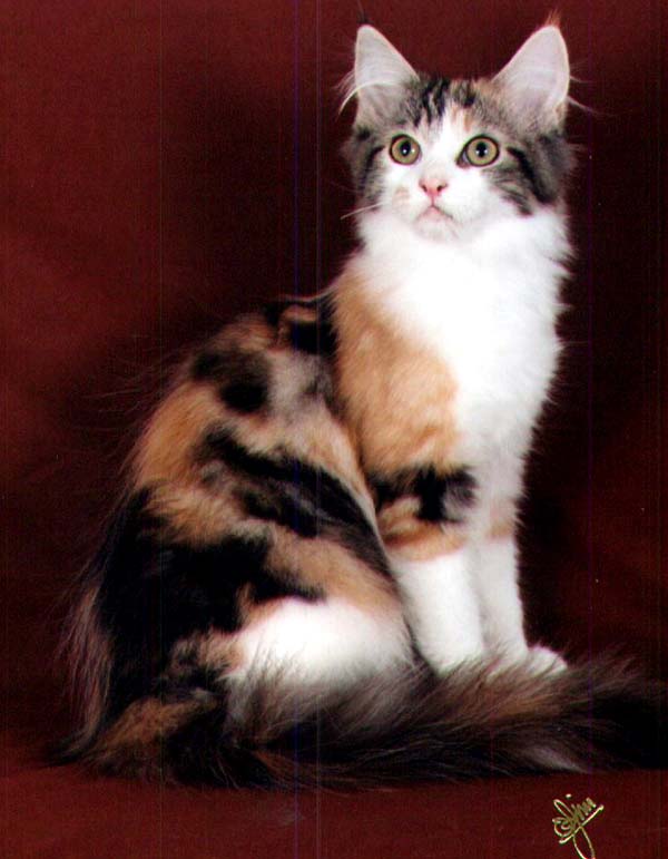 Maine Chance Let It Ride