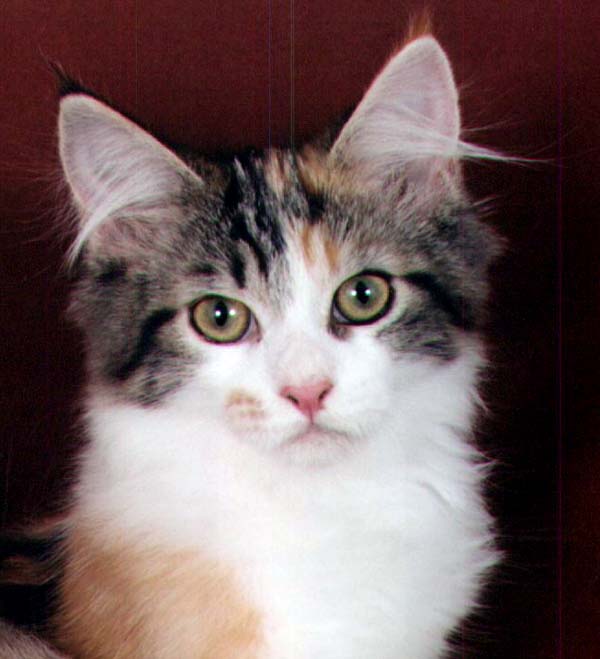 Maine Chance Let It Ride