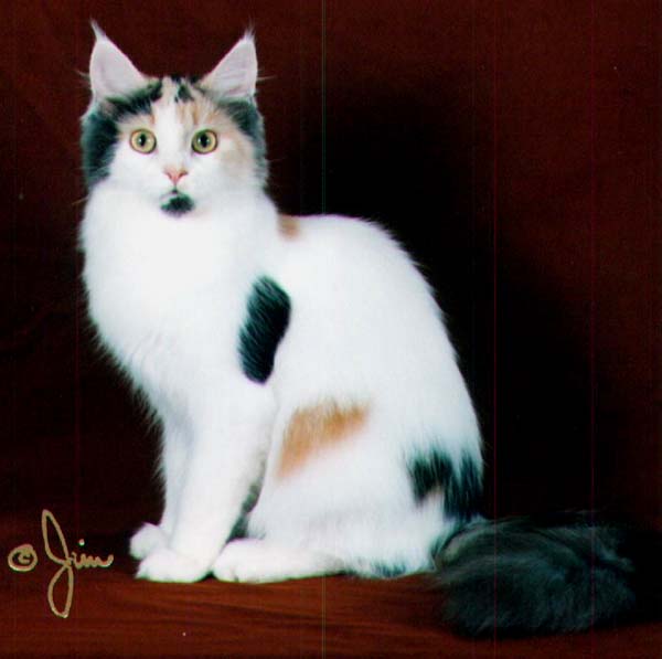 Maine Chance luck be a lady