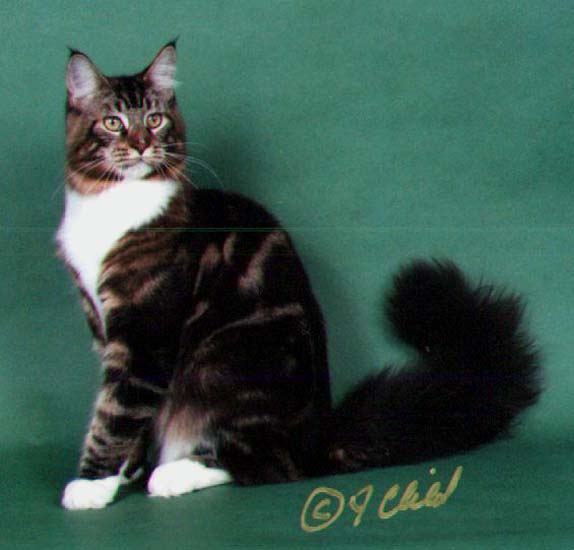 Maine Chance Poker Face #2