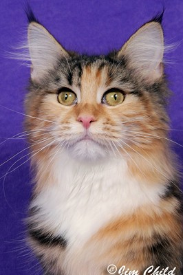 Kennebec Quinella of Maine chance