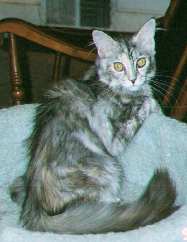 Maine Chance Solitare