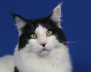 Maine Chance three-of-spades