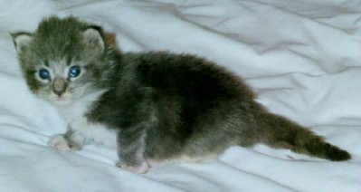 Classiccool Superfecta kit 2b