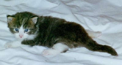 Classiccool Superfecta kit 2c