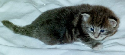 Classiccool Superfecta kit 2d