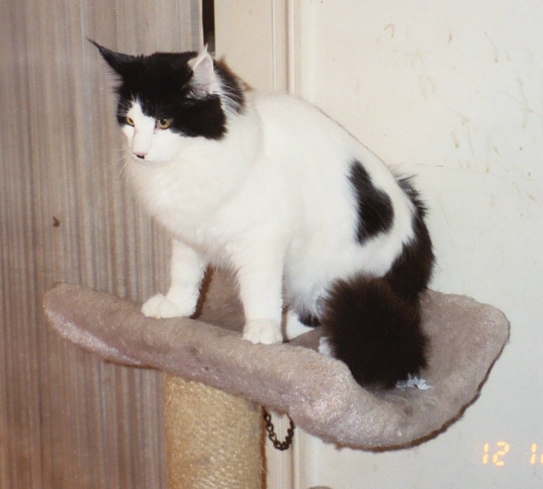 Maine Chance three-of-spades