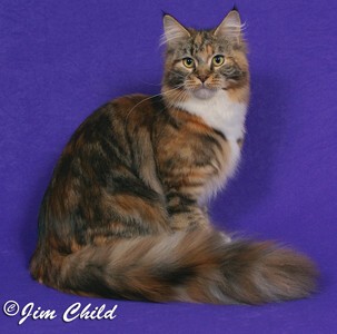 Maine Chance Trifecta