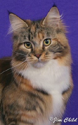 Maine Chance Trifecta