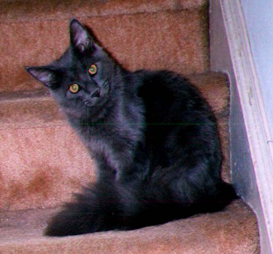 Maine Chance Trump Card